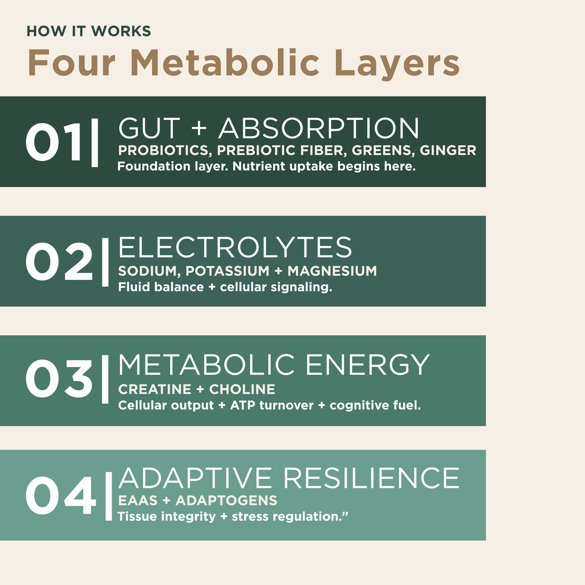 Educational infographic detailing the four metabolic support layers of the Eleven TLC Verdant Daily System: 01 Gut + Absorption, 02 Electrolytes, 03 Metabolic Energy, and 04 Adaptive Resilience. Beneath each header, secondary text specifies the foundational ingredients including probiotics, PHGG fiber, minerals, amino acids, and adaptogens, in a minimalist layout on a warm, neutral background.