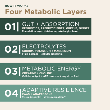 Educational infographic detailing the four metabolic support layers of the Eleven TLC Verdant Daily System: 01 Gut + Absorption, 02 Electrolytes, 03 Metabolic Energy, and 04 Adaptive Resilience. Beneath each header, secondary text specifies the foundational ingredients including probiotics, PHGG fiber, minerals, amino acids, and adaptogens, in a minimalist layout on a warm, neutral background.