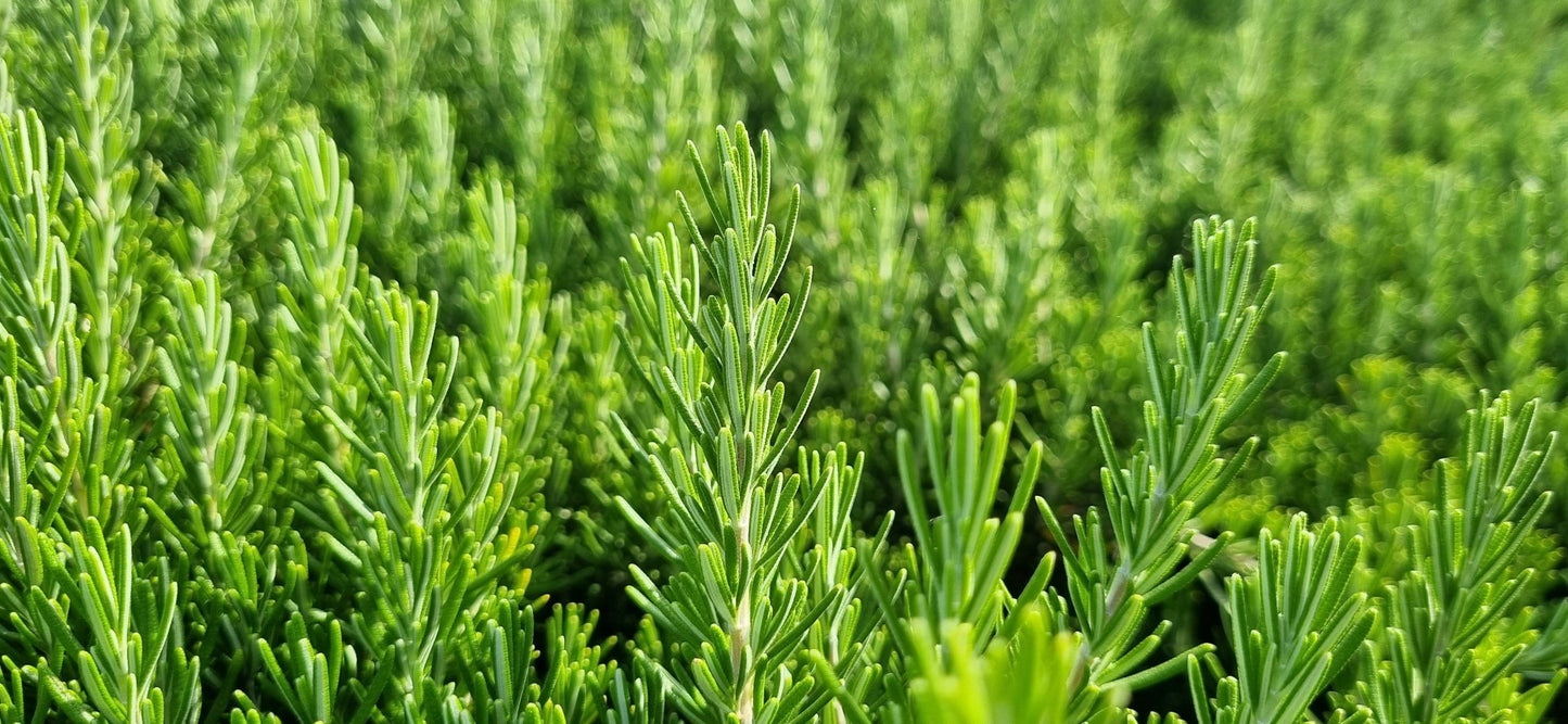 Green Rosemary Needles - Moroccan Harvest - Vegan America