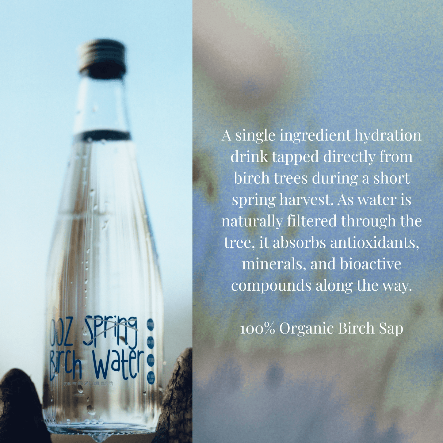 OOZ Organic Birch Water - 6 Pack - Vegan America