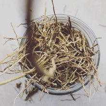 Still Earth: Vetiver + Sandalwood - Botanical Scent Balm
