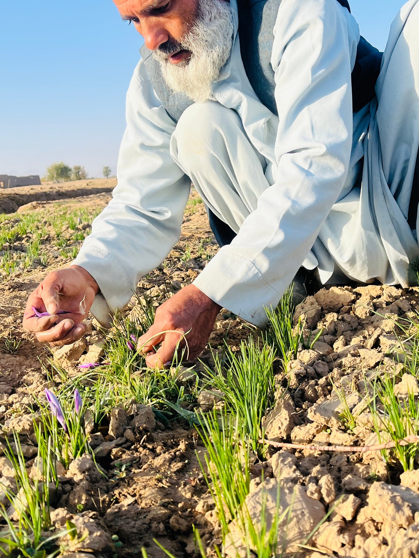 455 Grams (1 LB) Heray Saffron, Afghani Superior Negin Quality