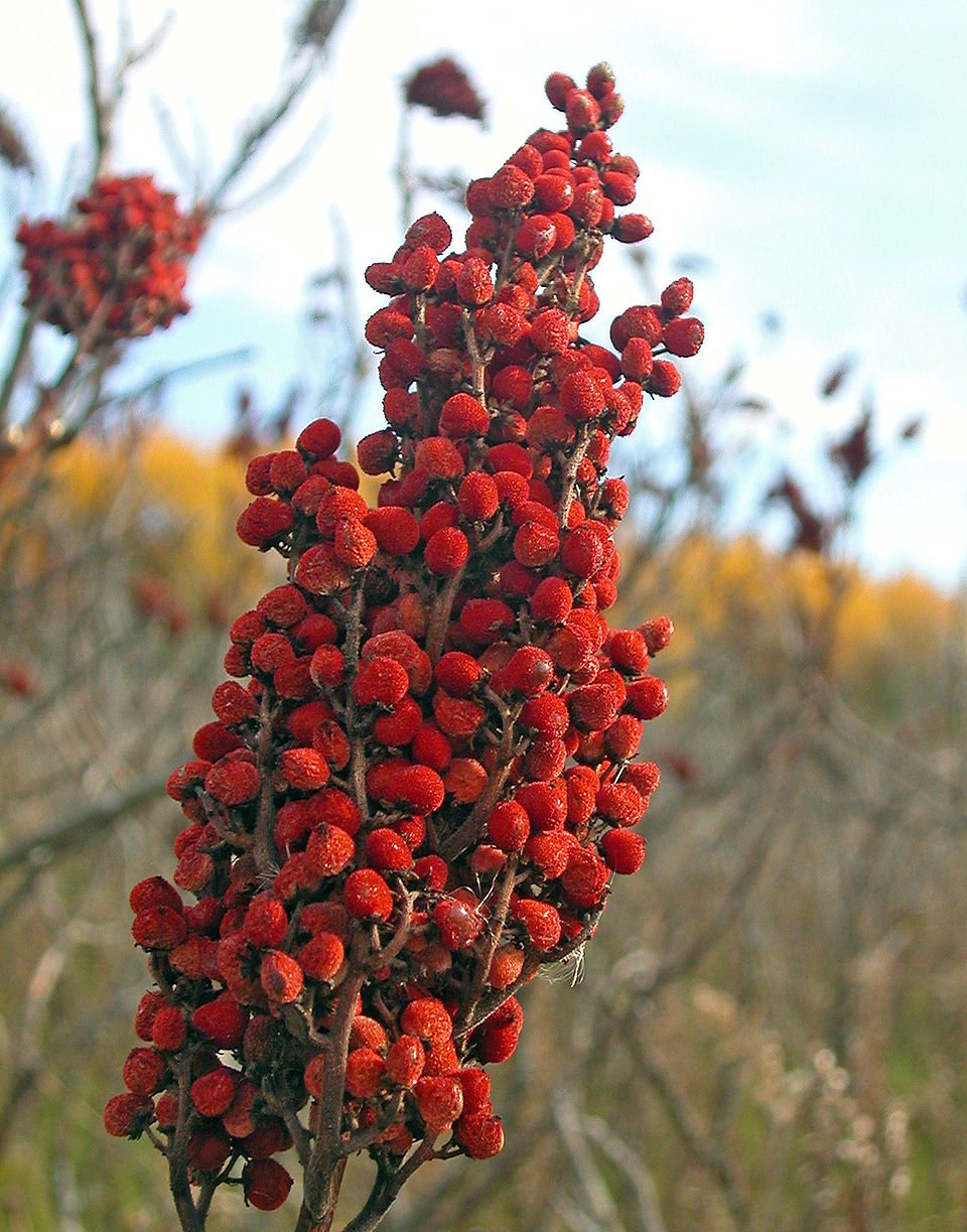 Urfa Sumac Best Quality - Vegan America