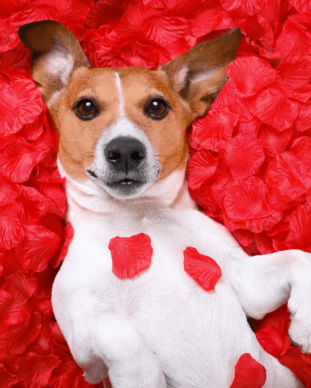 Valentine's Day Gift Card - Vegan America