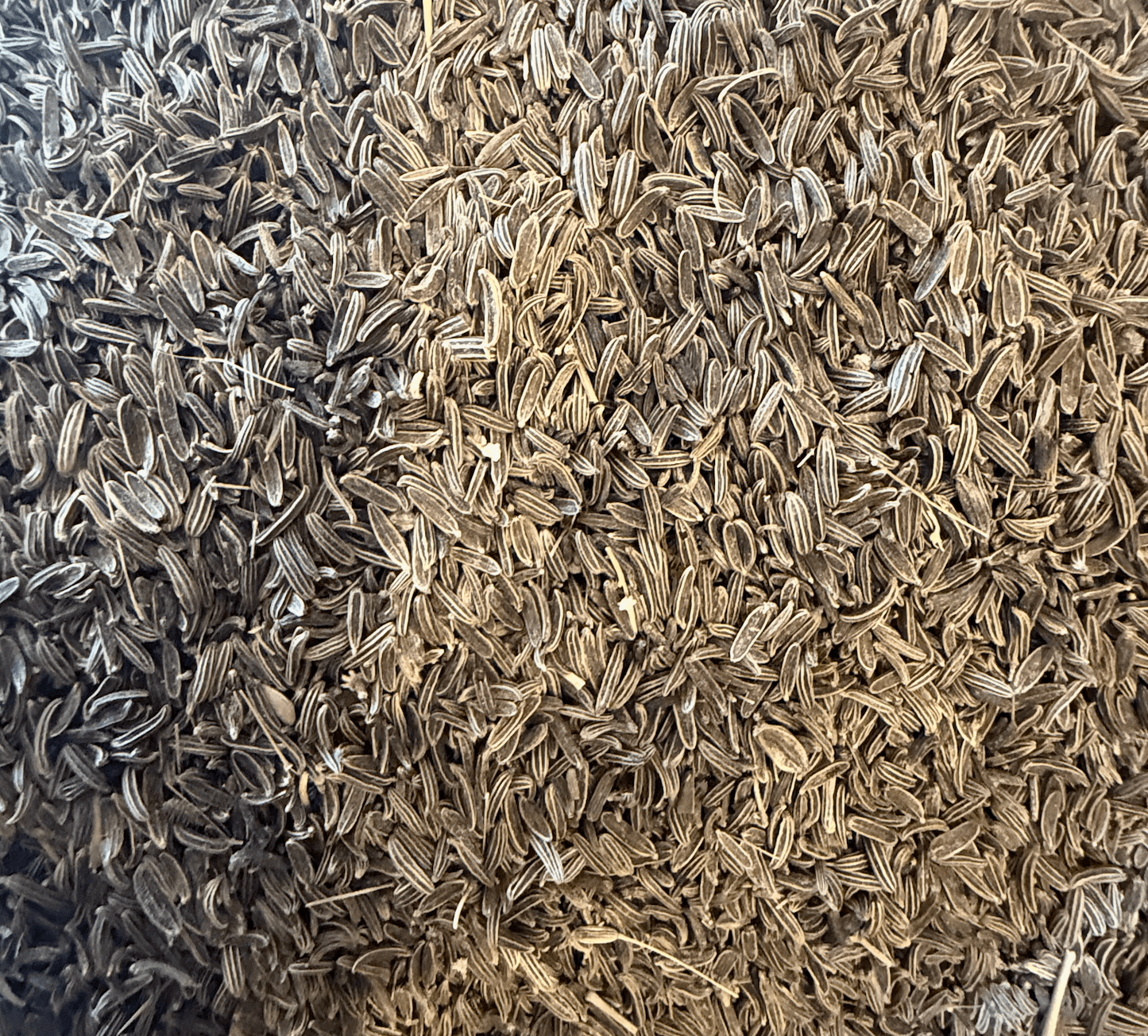 Afghanistan Wild Mountain Cumin - Vegan America