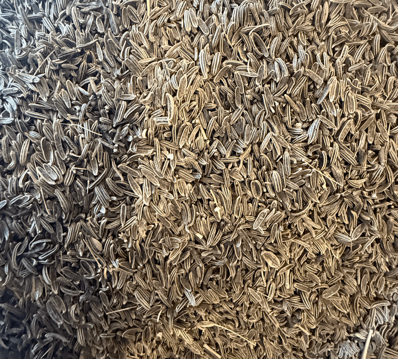 Afghanistan Wild Mountain Cumin - Vegan America